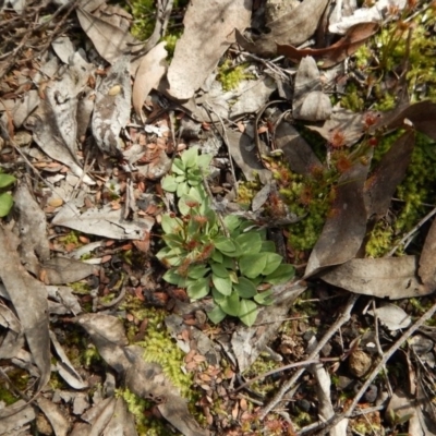 Speculantha rubescens (Blushing Tiny Greenhood) at Point 610 - 30 Aug 2016 by CathB
