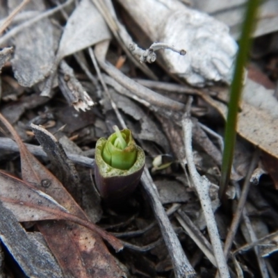 Calochilus platychilus (Purple Beard Orchid) at Cook, ACT - 30 Aug 2016 by CathB