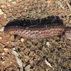 Tiliqua rugosa (Shingleback Lizard) at Mulligans Flat - 30 Aug 2016 by CedricBear