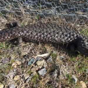 Tiliqua rugosa at Gungahlin, ACT - 30 Aug 2016