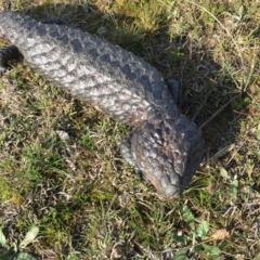 Tiliqua rugosa (Shingleback Lizard) at Gungahlin, ACT - 30 Aug 2016 by CedricBear