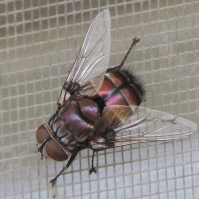 Rutilia (Donovanius) sp. (genus & subgenus) (A Bristle Fly) at Pollinator-friendly garden Conder - 22 Jan 2015 by michaelb