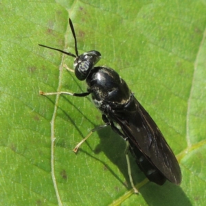 Hermetia illucens at Conder, ACT - 4 Mar 2015 02:07 PM