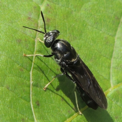 Hermetia illucens (American Soldier Fly) at Pollinator-friendly garden Conder - 4 Mar 2015 by michaelb