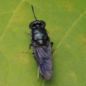 Hermetia illucens at Conder, ACT - 22 Mar 2015 05:25 PM