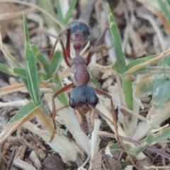 Myrmecia nigriceps (Black-headed bull ant) at Point Hut to Tharwa - 7 Feb 2015 by michaelb