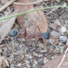 Myrmecia nigriceps at Paddys River, ACT - 7 Feb 2015