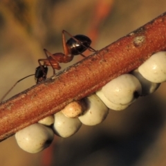 Cryptes baccatus (Wattle Tick Scale) at Gigerline Nature Reserve - 6 Aug 2014 by michaelb