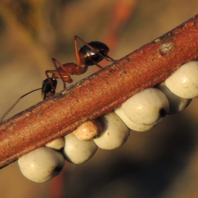 Cryptes baccatus (Wattle Tick Scale) at Tennent, ACT - 6 Aug 2014 by michaelb