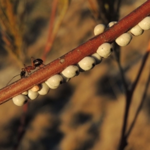 Cryptes baccatus at Tennent, ACT - 6 Aug 2014 06:18 PM