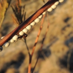 Cryptes baccatus at Tennent, ACT - 6 Aug 2014 06:18 PM