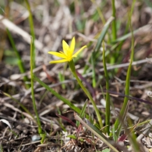 Hypoxis hygrometrica at Murrumbateman, NSW - 30 Aug 2016