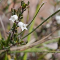 Cryptandra amara (Bitter Cryptandra) at Murrumbateman, NSW - 30 Aug 2016 by SallyandPeter