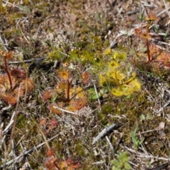 Drosera sp. (A Sundew) at Murrumbateman, NSW - 30 Aug 2016 by SallyandPeter