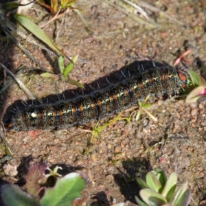 Apina callisto at Murrumbateman, NSW - 30 Aug 2016 02:30 PM