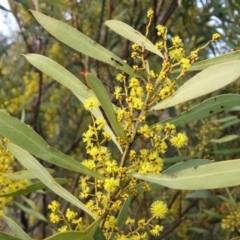 Acacia rubida (Red-stemmed Wattle, Red-leaved Wattle) at Lower Molonglo - 30 Aug 2016 by NickWilson