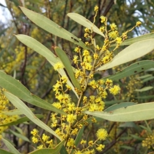 Acacia rubida at Molonglo River Reserve - 30 Aug 2016