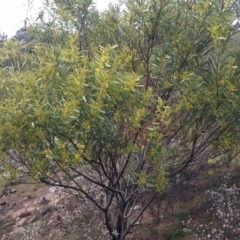 Acacia rubida at Molonglo River Reserve - 30 Aug 2016 03:53 PM