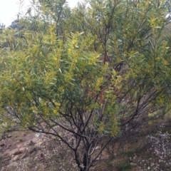 Acacia rubida at Molonglo River Reserve - 30 Aug 2016