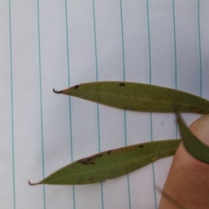 Acacia rubida at Molonglo River Reserve - 30 Aug 2016 03:53 PM