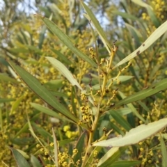 Acacia rubida at Molonglo River Reserve - 30 Aug 2016