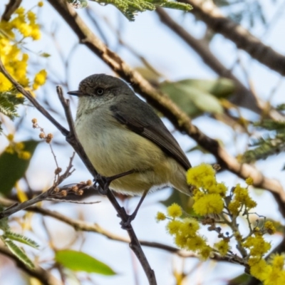 Acanthiza reguloides (Buff-rumped Thornbill) at Mulligans Flat - 30 Aug 2016 by CedricBear