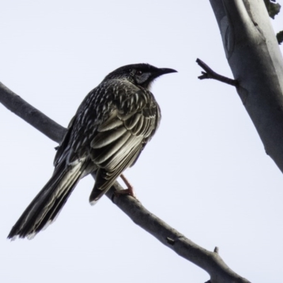 Anthochaera carunculata (Red Wattlebird) at Mulligans Flat - 30 Aug 2016 by CedricBear