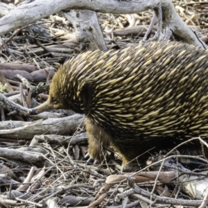 Tachyglossus aculeatus at Gungahlin, ACT - 30 Aug 2016