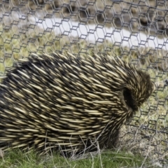 Tachyglossus aculeatus (Short-beaked Echidna) at Gungahlin, ACT - 30 Aug 2016 by CedricBear