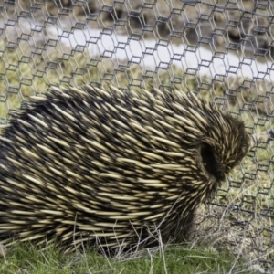 Tachyglossus aculeatus at Gungahlin, ACT - 30 Aug 2016 04:15 PM