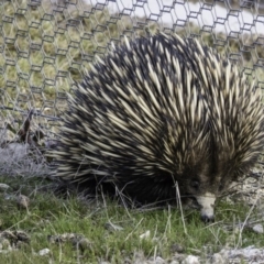 Tachyglossus aculeatus at Gungahlin, ACT - 30 Aug 2016 04:15 PM