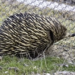 Tachyglossus aculeatus at Gungahlin, ACT - 30 Aug 2016 04:15 PM