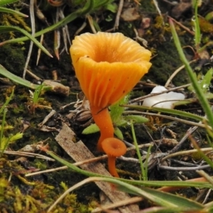 Omphalina s.l. at Gungahlin, ACT - 30 Aug 2016