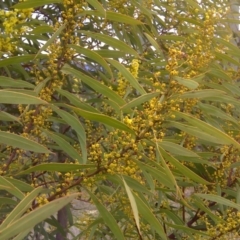 Acacia rubida (Red-stemmed Wattle, Red-leaved Wattle) at Farrer Ridge - 29 Aug 2016 by Mike