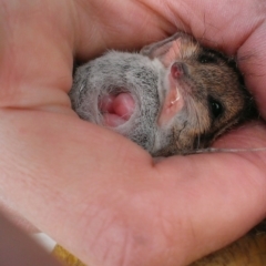 Sminthopsis murina (Common Dunnart) at Mulligans Flat - 16 Oct 2013 by krisnash