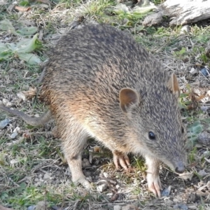 Isoodon obesulus obesulus at Paddys River, ACT - 13 Apr 2016