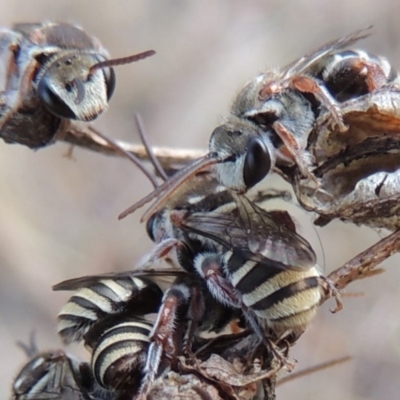 Lipotriches (Austronomia) australica at Tharwa, ACT - 31 Dec 2015 by michaelb