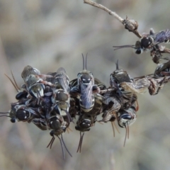 Lipotriches (Austronomia) australica at Tharwa, ACT - 31 Dec 2015