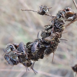 Lipotriches (Austronomia) australica at Tharwa, ACT - 31 Dec 2015