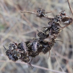 Lipotriches (Austronomia) australica at Tharwa, ACT - 31 Dec 2015