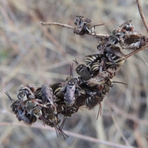 Lipotriches (Austronomia) australica at Tharwa, ACT - 31 Dec 2015