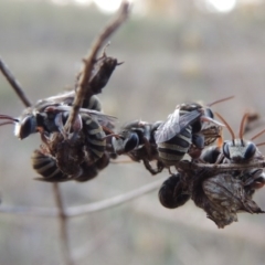 Lipotriches (Austronomia) australica at Tharwa, ACT - 31 Dec 2015