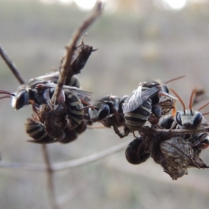 Lipotriches (Austronomia) australica at Tharwa, ACT - 31 Dec 2015