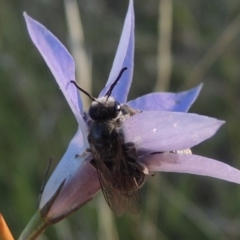 Lasioglossum (Chilalictus) lanarium (Halictid bee) at Rendezvous Creek, ACT - 5 Mar 2015 by MichaelBedingfield