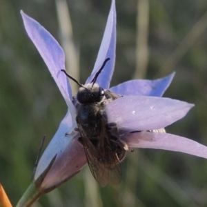 Lasioglossum (Chilalictus) lanarium at Rendezvous Creek, ACT - 5 Mar 2015