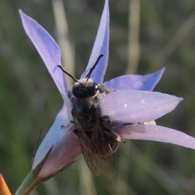 Lasioglossum (Chilalictus) lanarium (Halictid bee) at Namadgi National Park - 5 Mar 2015 by michaelb