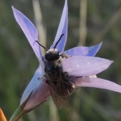 Lasioglossum (Chilalictus) lanarium (Halictid bee) at Rendezvous Creek, ACT - 5 Mar 2015 by michaelb