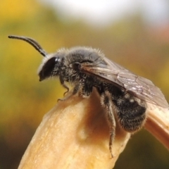 Lasioglossum (Chilalictus) lanarium (Halictid bee) at Conder, ACT - 1 Nov 2015 by michaelb