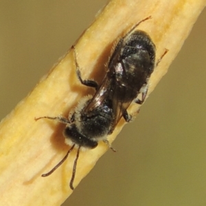 Lasioglossum (Chilalictus) lanarium at Pollinator-friendly garden Conder - 2 Nov 2015