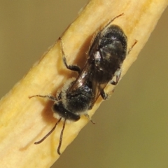 Lasioglossum (Chilalictus) lanarium at Pollinator-friendly garden Conder - 2 Nov 2015